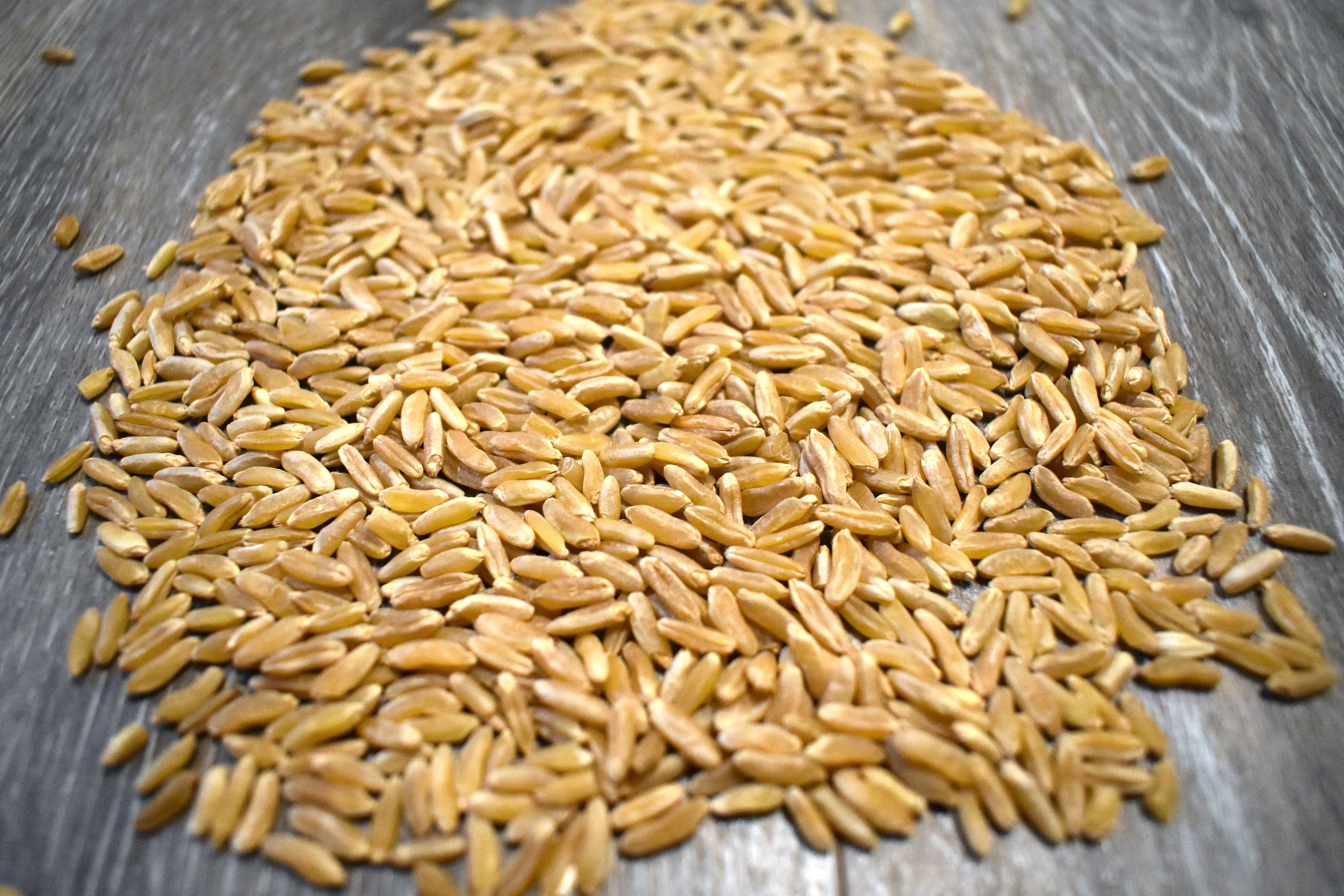 Organic Khorasan (Kamut) Wheat Berries10 lbs Young and Thriving